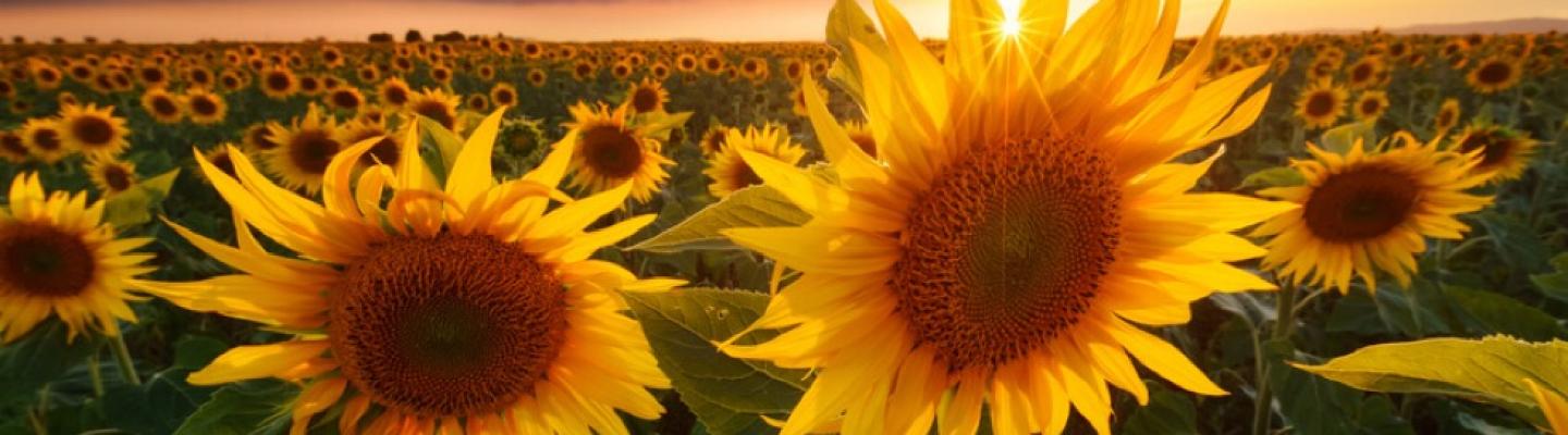 Van Goghs sunflowers in the Provence | © Fotolia